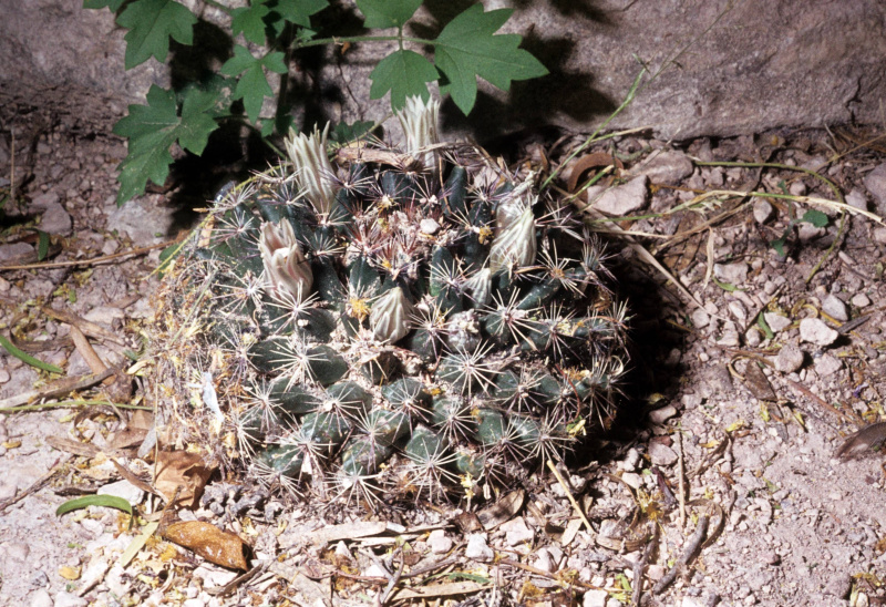 Файл:Mammillaria heyderi ssp. macdougalii.jpg