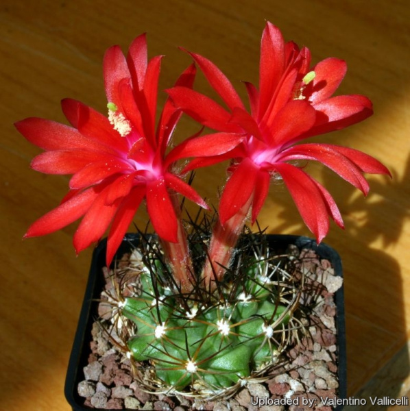 Файл:Matucana krahnii 2.jpg