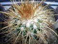 Parodia ritteri