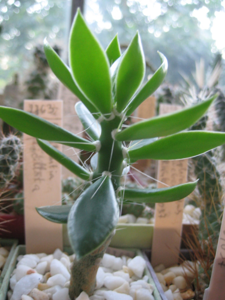 Файл:Quiabentia verticillata.jpg