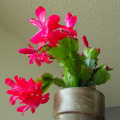Schlumbergera truncata, култивар