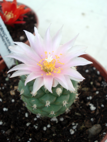 Файл:Turbinicarpus lophophoroides 2.jpg