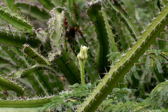 Acanthocereus tetragonus - wikipedia.jpg
