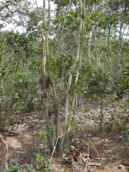 Файл:Brasilicereus markgrafii.JPG