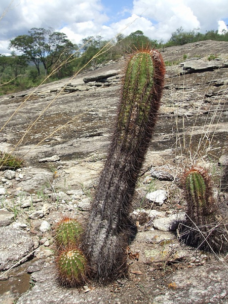 Файл:Coleocephalocereus purpureus 9.jpg
