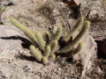 Echinopsis camarguensis 2.JPG