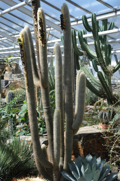 Файл:Espostoa lanata 03.jpg