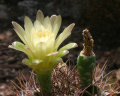 Gymnocalycium-mihanovichii 02.jpeg