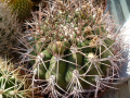 Gymnocalycium saglionis