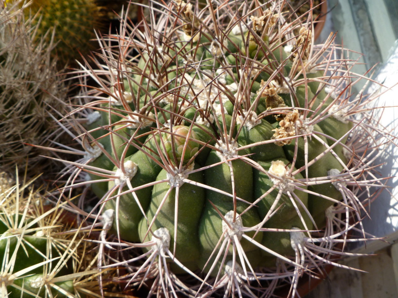 Файл:Gymnocalycium saglione 1.jpg