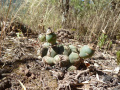 Gymnocalycium schickendantzii ssp. delaetii 3.JPG