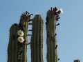 Pachycereus weberi