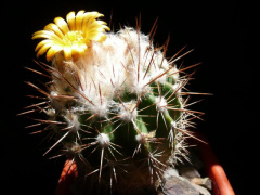 Parodia ayopayana 1.jpg