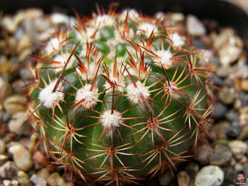 Файл:Parodia rubrispinus.jpg