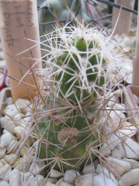 Файл:Tephrocactus alexanderi var. halophillus.jpg