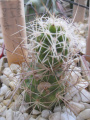 Tephrocactus alexanderi var. halophillus