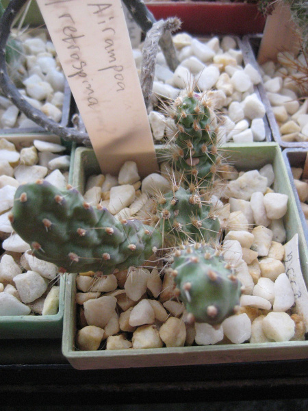 Файл:Tunilla sp..jpg