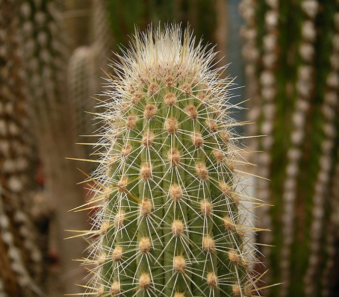 Файл:Weberbauerocereus longicomus 02 ies.jpg