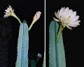 Cereus hexagonus 2.jpeg