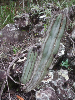 Cipocereus laniflorus 2.JPG