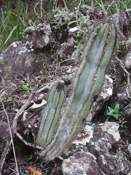 Файл:Cipocereus laniflorus 2.JPG
