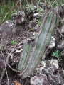 Cipocereus laniflorus