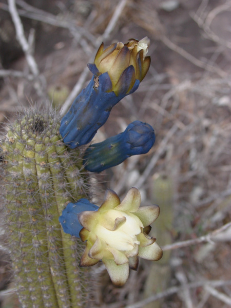 Файл:Cipocereus minensis 2.jpg