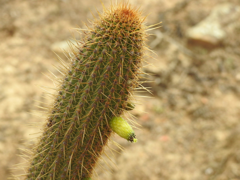 Файл:Cleistocactus tominensis 2.jpeg