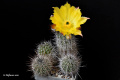 Echinocereus stoloniferus ssp. tayopensis L95