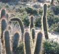 Echinopsis coquimbana