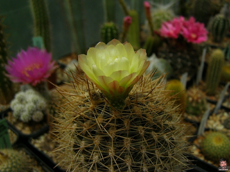 Файл:Eriosyce chilensis 1.jpg