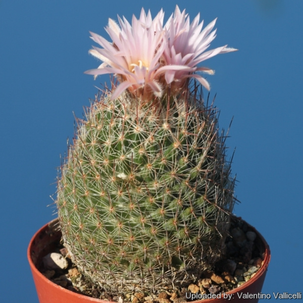 Файл:Escobaria tuberculosa f. gigantea 18087.jpg