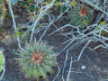 Ferocactus viridescens 5.JPG