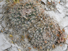 Mammillaria heyderi ssp. heyderi 1.jpg
