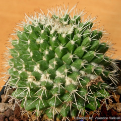Mammillaria knippeliana 12146.jpg