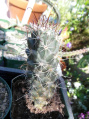 Mammillaria poselgeri 2.JPG
