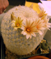 Mammilloydia candida 4.JPG