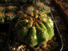 Matucana aurantiaca ssp. polzii 5.jpg