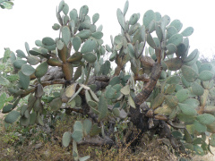 Opuntia leucotricha 1.jpg