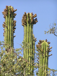 Pachycereus grandis 3.jpeg