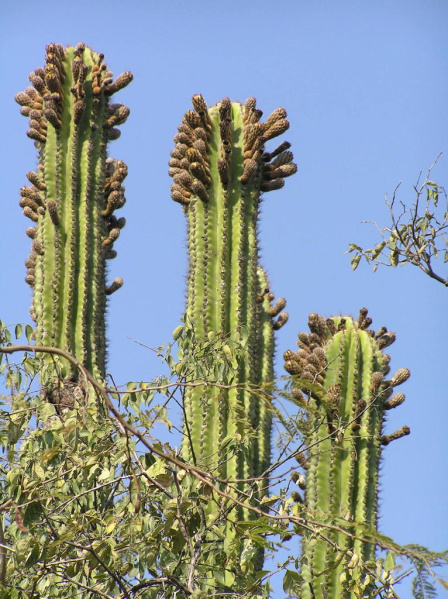 Файл:Pachycereus grandis 3.jpeg