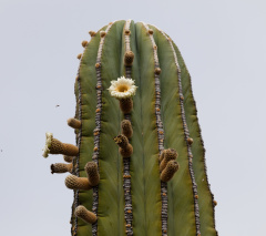 Pachycereus pringlei fl.jpg