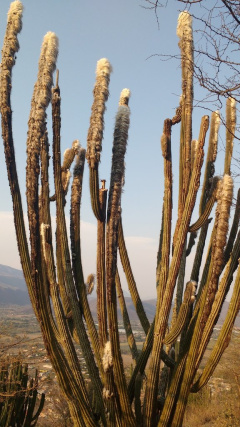 Pilosocereus alensis 3.jpg