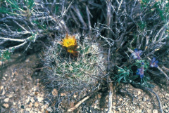 Sclerocactus pubispinus FH103.9 UT.jpg