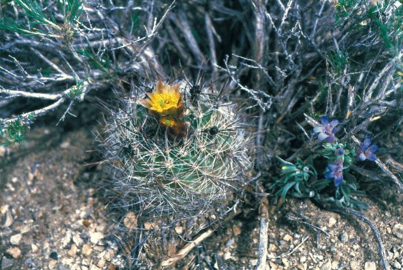 Файл:Sclerocactus pubispinus FH103.9 UT.jpg