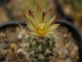 Turbinicarpus pseudomacrochele ssp. minimus.jpg