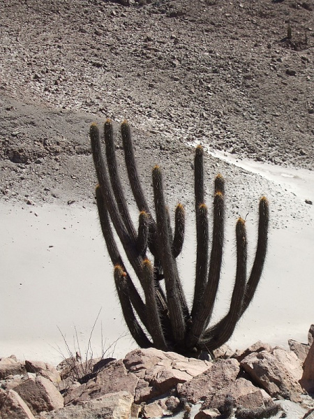 Файл:Weberbauerocereus weberbaueri 84.JPG