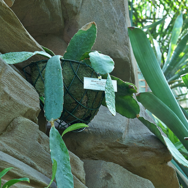 Файл:Weberocereus bradei 0219.jpg