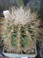 Echinocactus grusonii var.albispinus