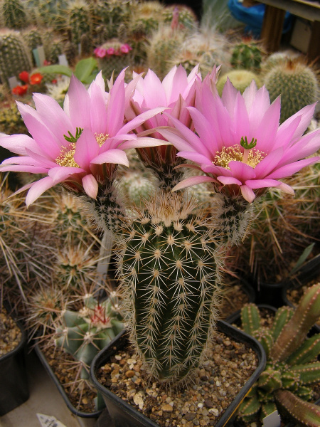 Файл:Echinocereus nicholii 2.jpg